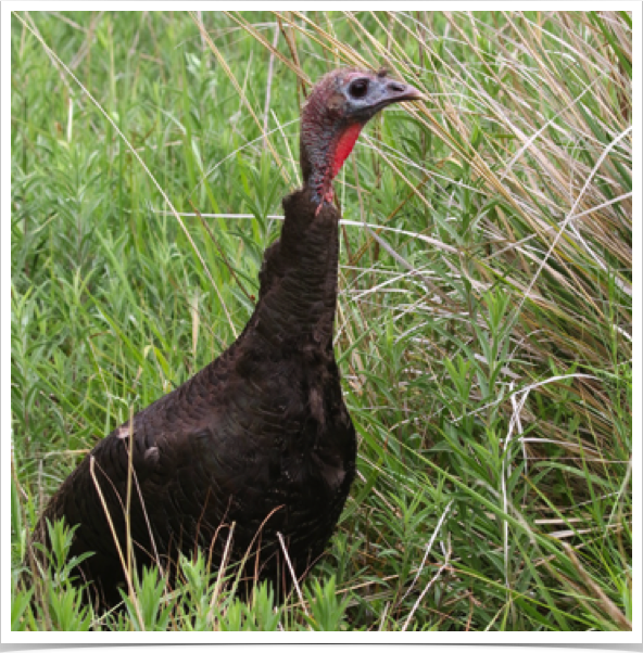 Wild Turkey